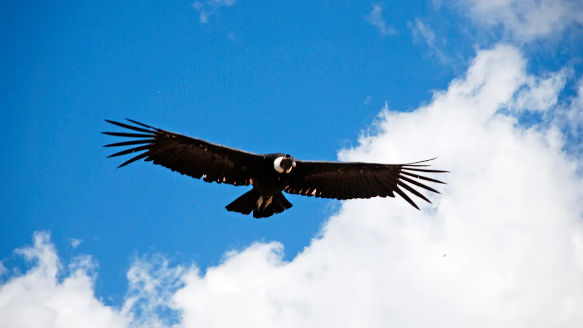 mendoza-condor-andino